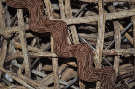 Zackenlitze 1,5cm braun breit